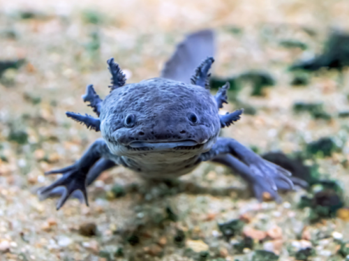 Axolotl: Regenerative Wonder